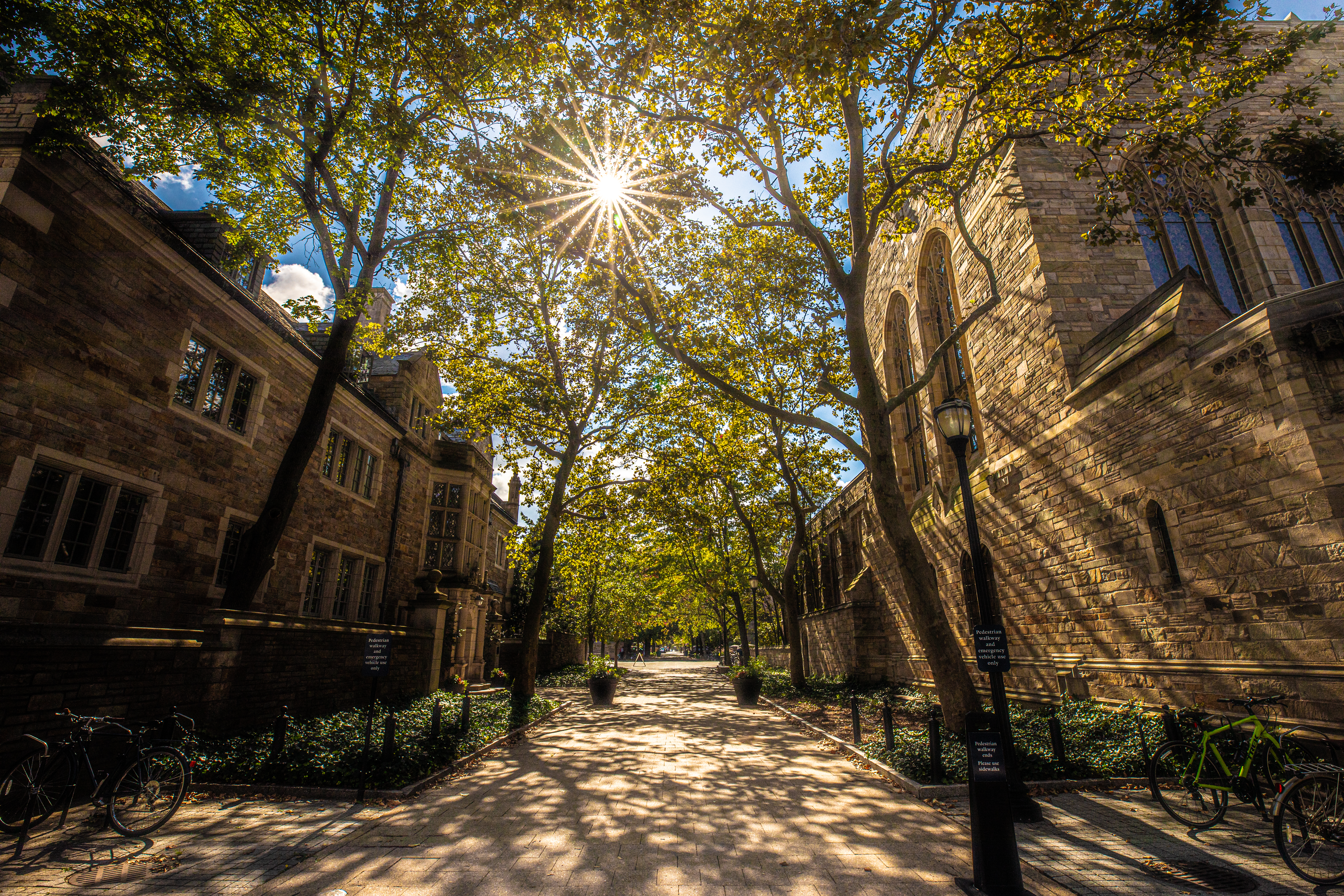 Sunlight filtering through trees growing on either side of a stone path. 