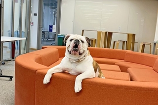Handsome Dan, Yale's mascot, sitting on a couch in the Poorvu Center common space