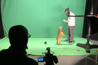 Green screen with a man holding his hand out as the Handsome Dan Yale bulldog stands on his back ends. 