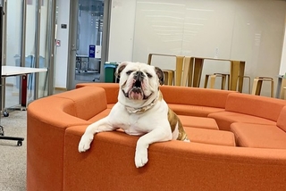 Handsome Dan, Yale's mascot, sitting on a couch in the Poorvu Center common space
